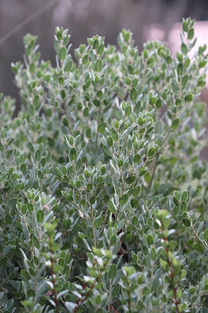 *RETAIL - Arctostaphylos pumila