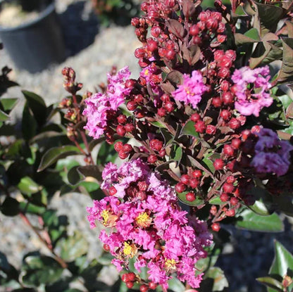 *RETAIL - Lagerstroemia Enduring Summer™ Lavender