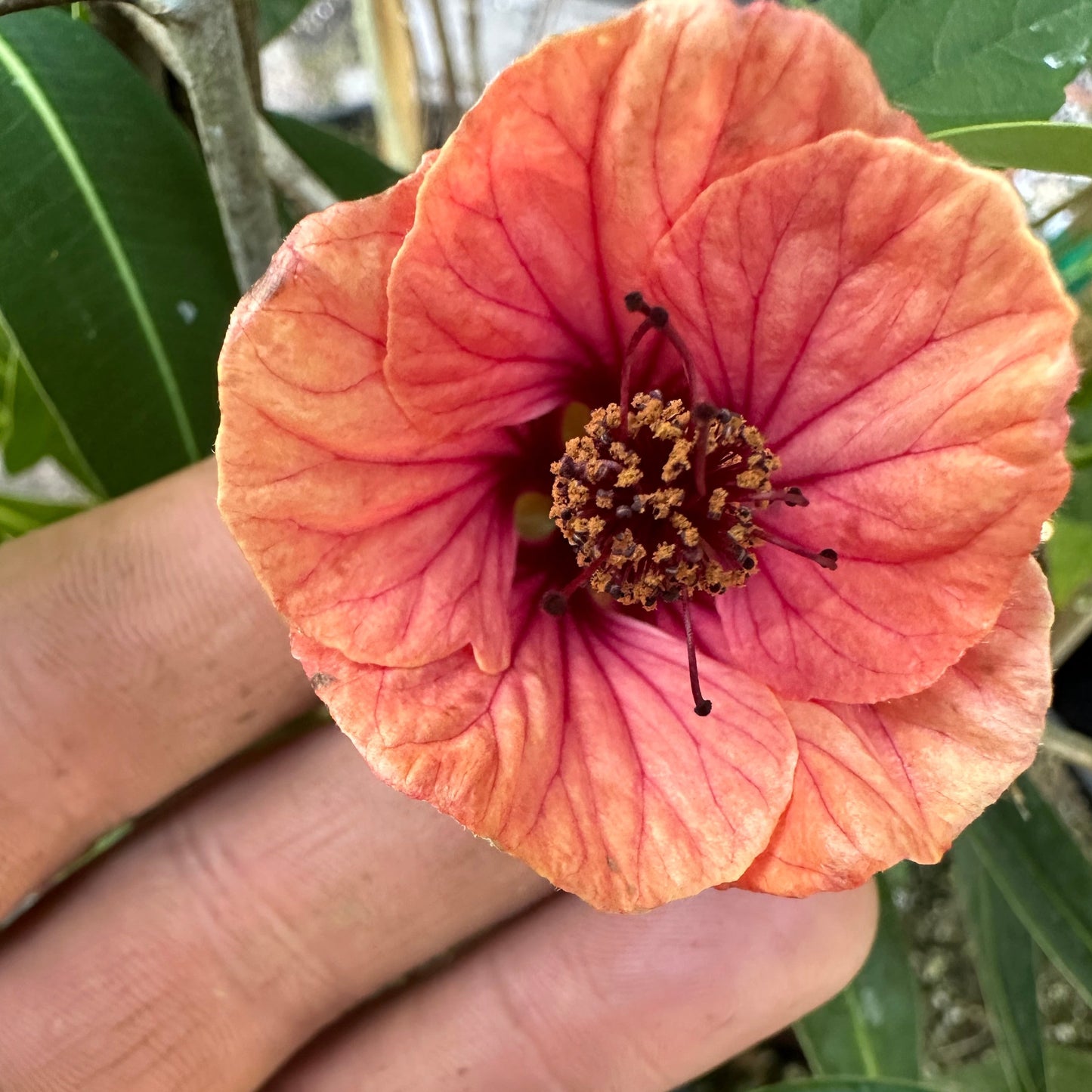 *RETAIL - Abutilon 'Chance Encounter'