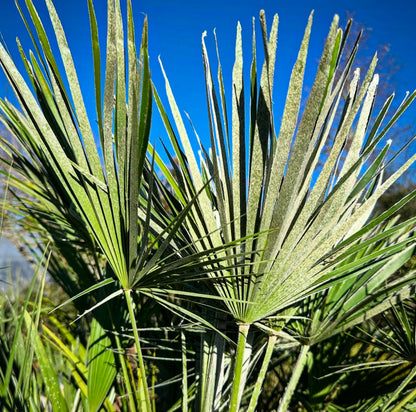 Chamaerops humilis 'Volcano'