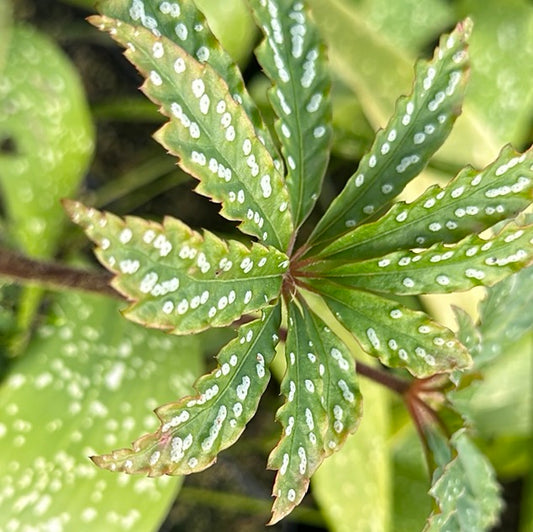 Begonia hemsleyana