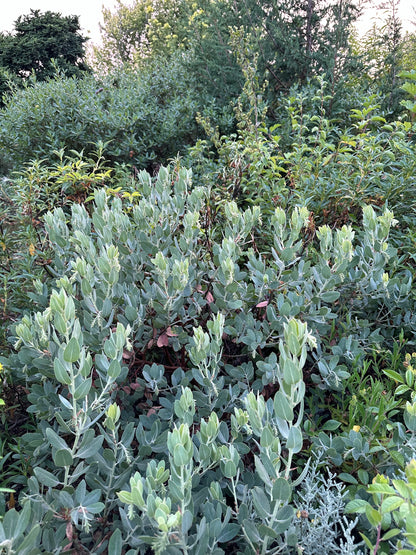 Arctostaphylos columbiana 'Spruce Blue'