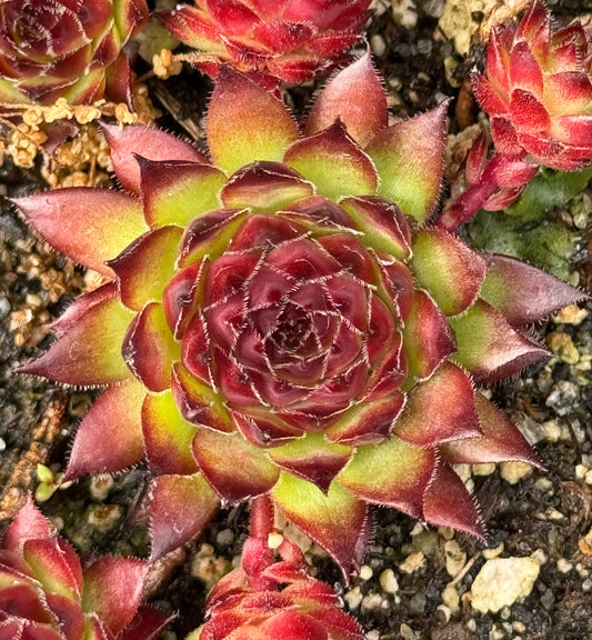 Sempervivum heuffelii 'Burgharis'