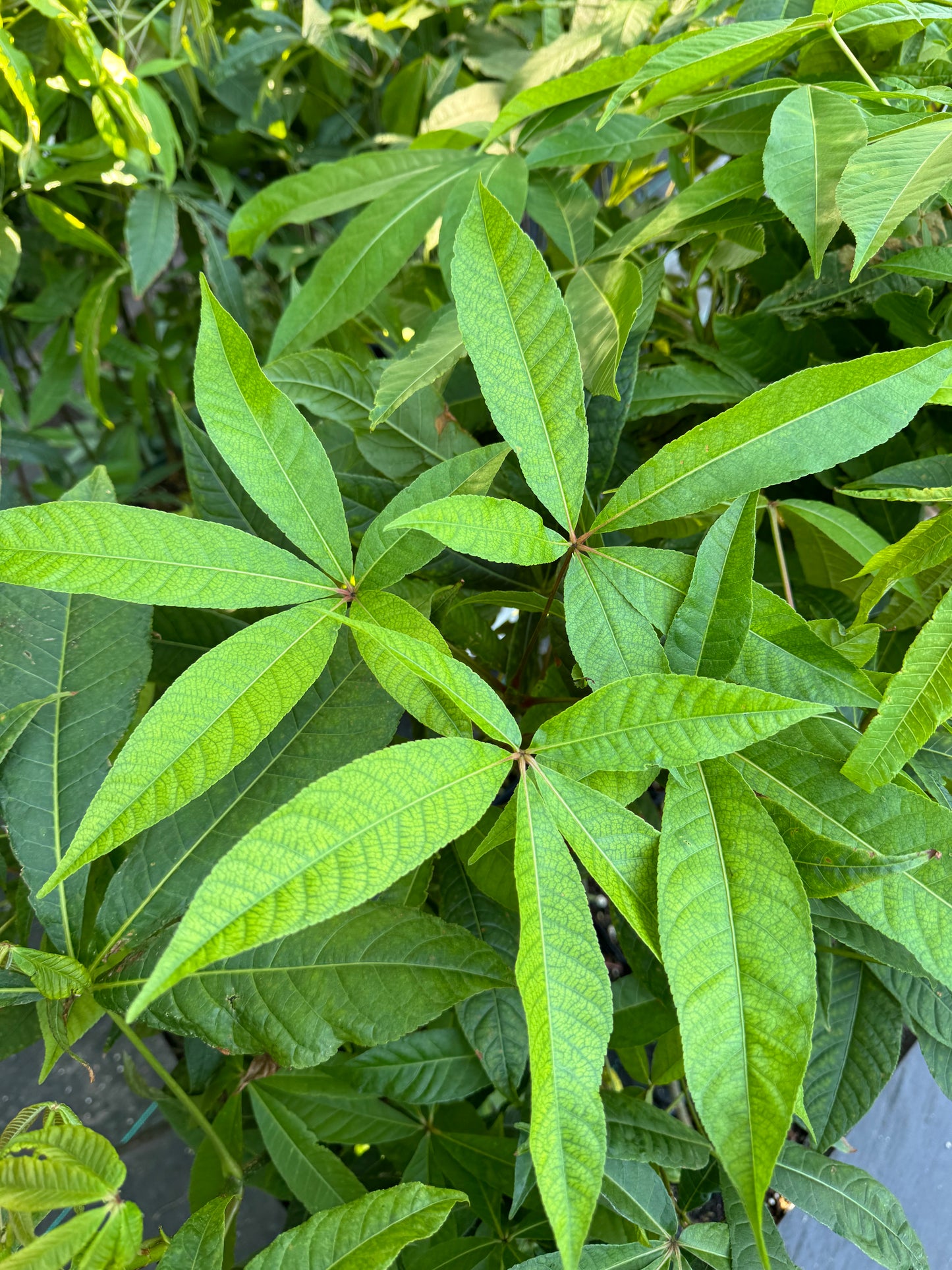 *RETAIL - Aesculus wangii