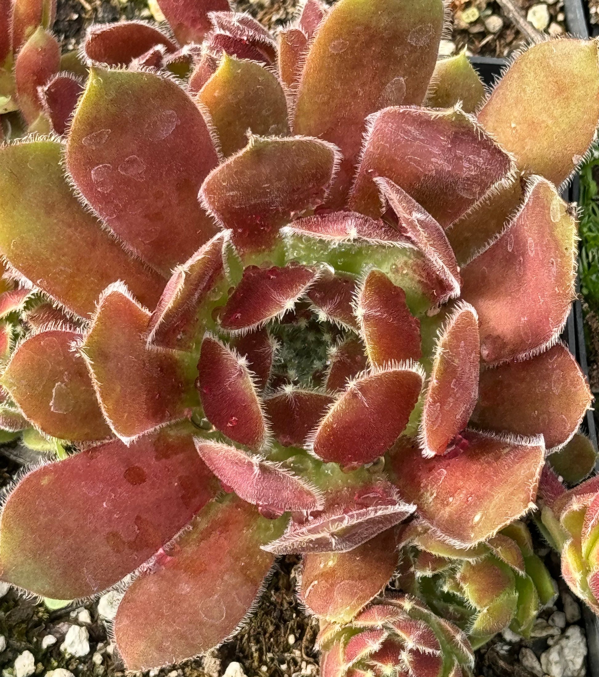 devil succulent Sempervivum 'Pacific Devil's Food' – Cistus Nursery