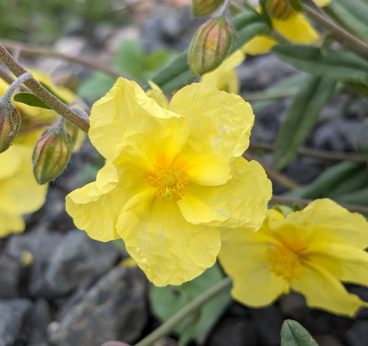 *RETAIL - Helianthemum nummularium 'Wisley Primrose'