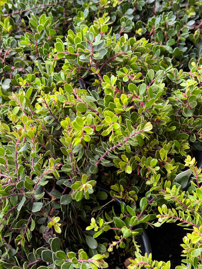 *RETAIL - Arctostaphylos 'Emerald Carpet'