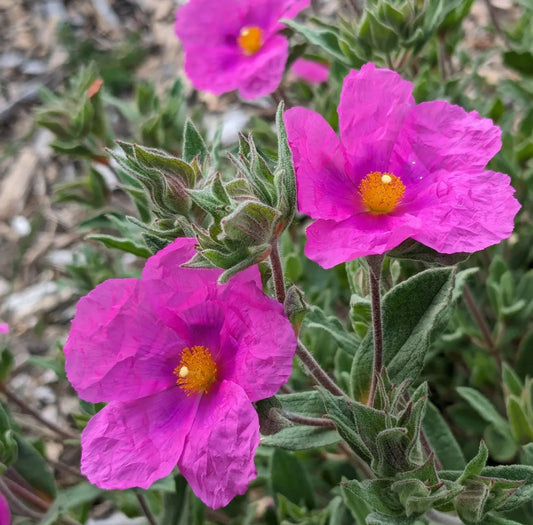 Cistus x pulverulentus 'Sunset'