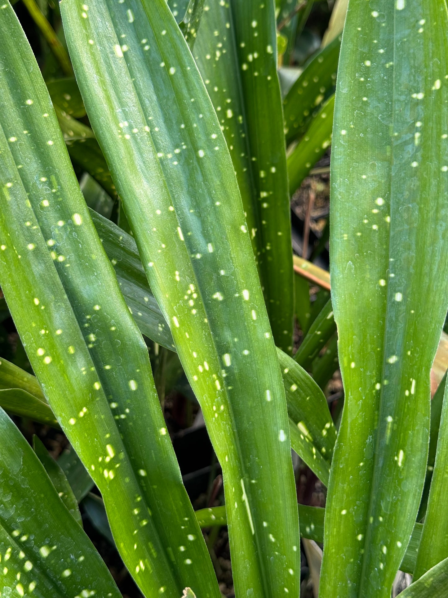 Aspidistra lurida 'Ginga'