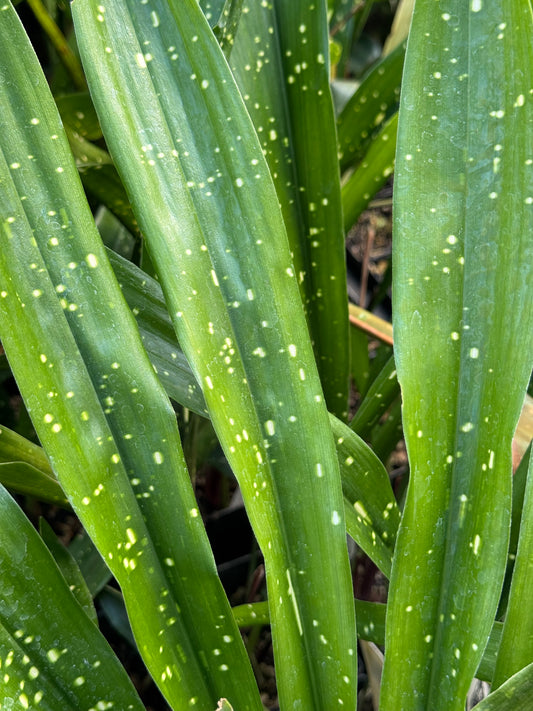 Aspidistra lurida 'Ginga'