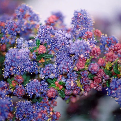 *RETAIL - Ceanothus 'Dark Star'