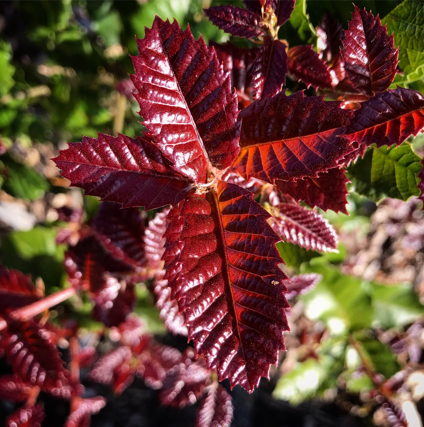 *RETAIL - Quercus tomentella [Arroyo Grande]