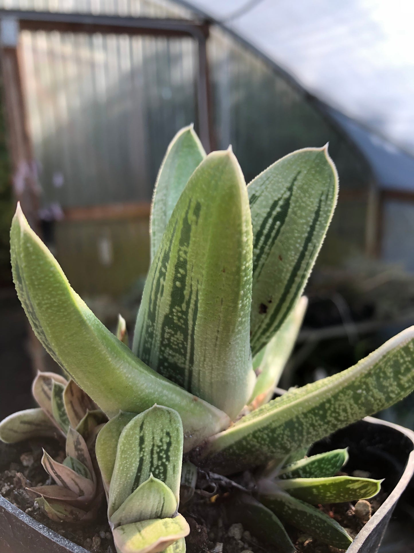 *RETAIL - Gasteria sp. ‘Sakura Fuji’