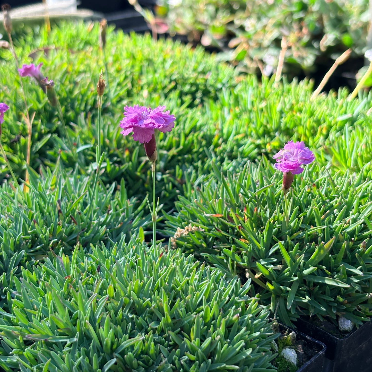 *RETAIL - Dianthus 'Tiny Rubies'