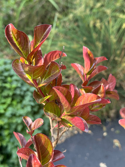 *RETAIL - Lagerstroemia 'Pink Velour' - standard