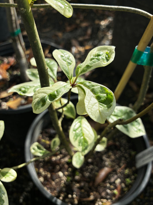 *RETAIL - Orixa japonica 'Pearl Frost'