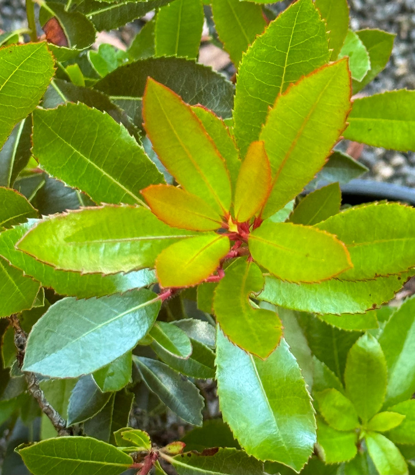 *RETAIL - Arbutus unedo 'Elfin King'