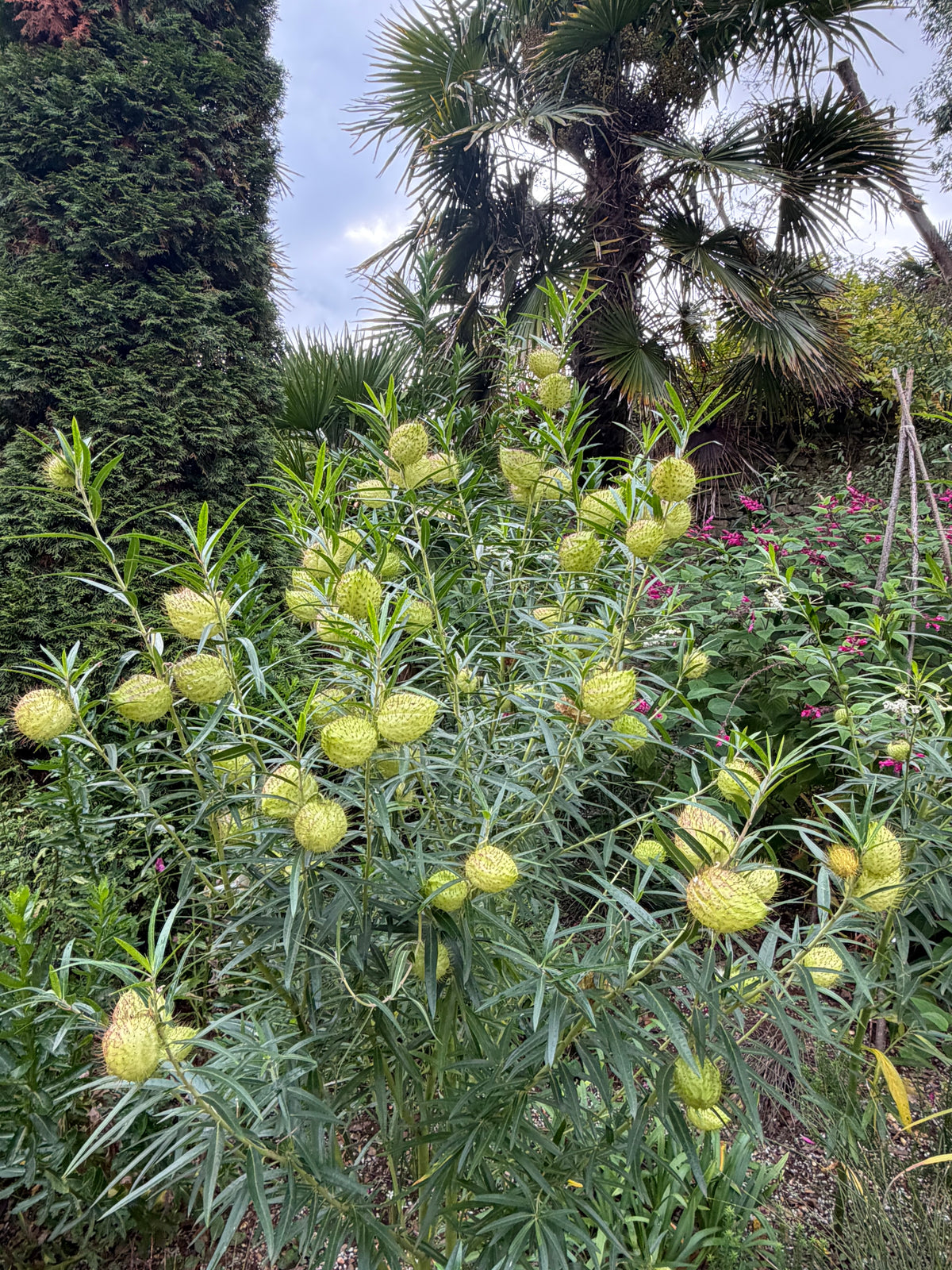 *RETAIL - Gomphocarpus physocarpus