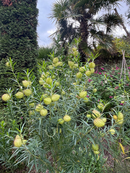 *RETAIL - Gomphocarpus physocarpus