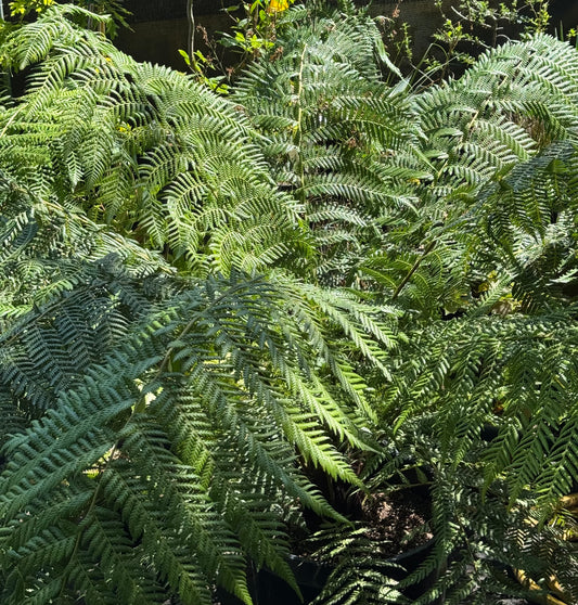 *RETAIL - Dicksonia antarctica