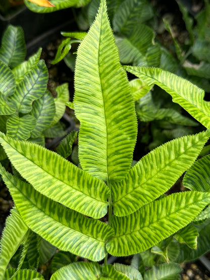 *RETAIL - Coniogramme emeiensis 'Golden Zebra'