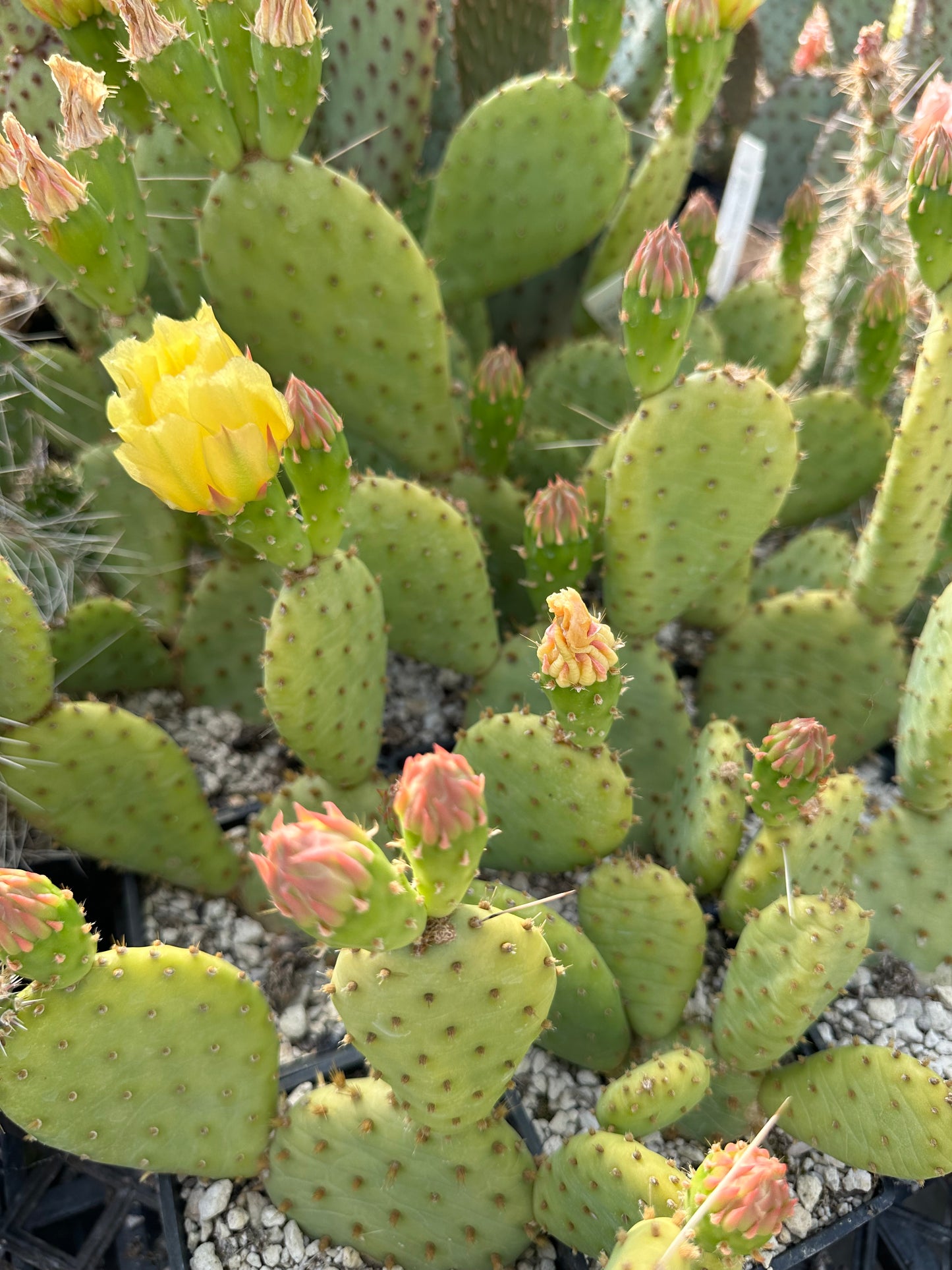 Opuntia humifusa - North Carolina