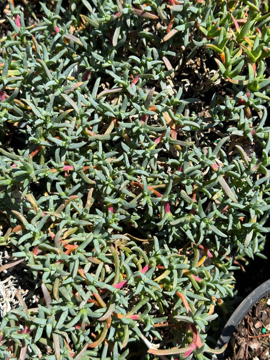 *RETAIL - Ruschia lineolata