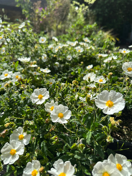*RETAIL - Cistus x florentinus