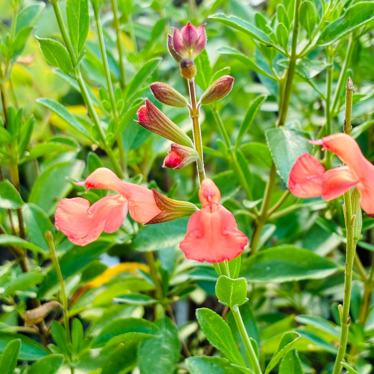 Salvia greggii 'California Sunset'