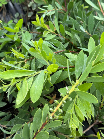 *RETAIL - Callistemon 'White Anzac'