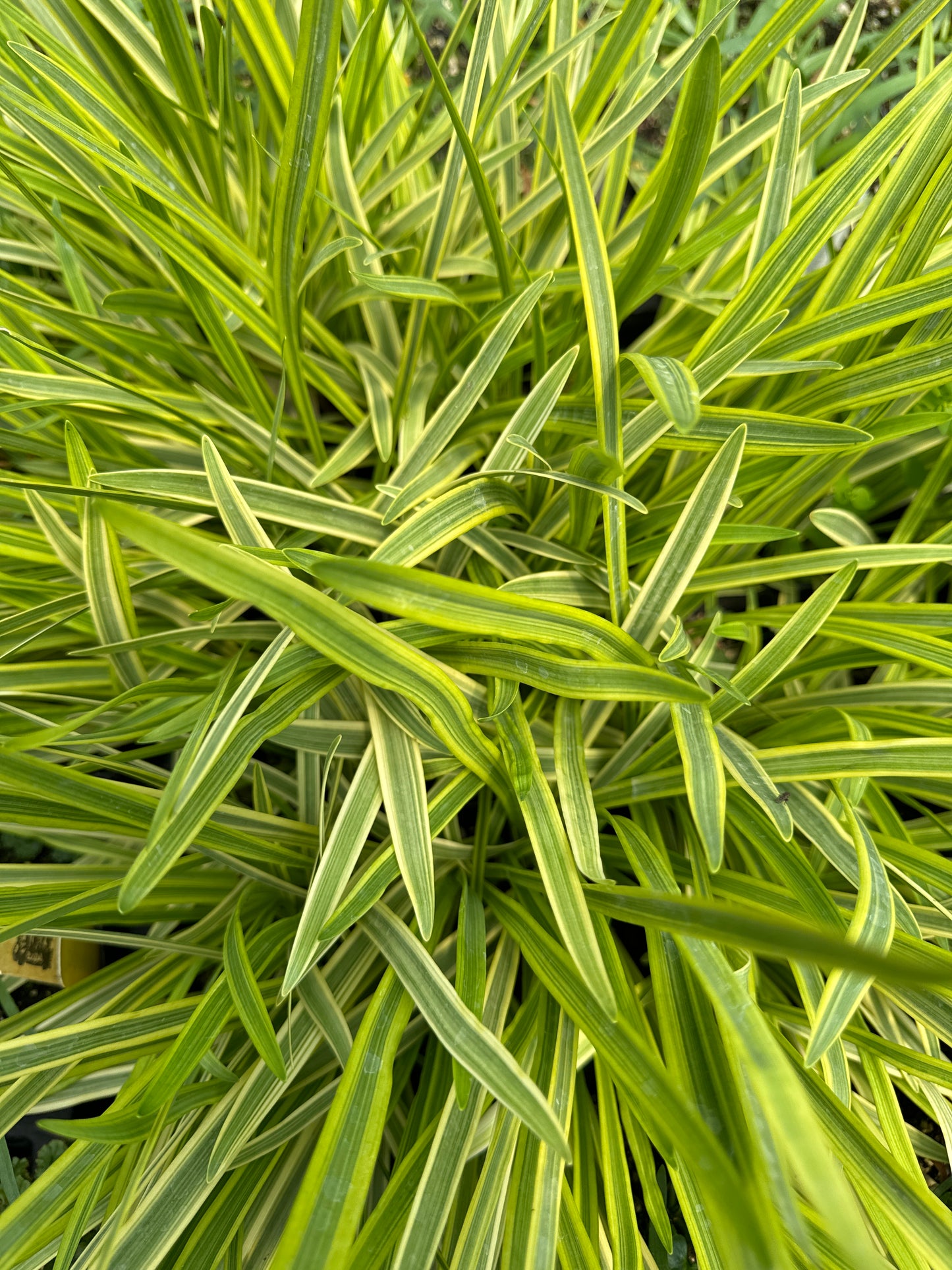 *RETAIL - Agapanthus 'Midnight Sun'