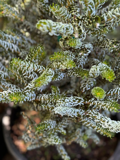 *RETAIL - Abies koreana 'Horstmann's Silberlocke'