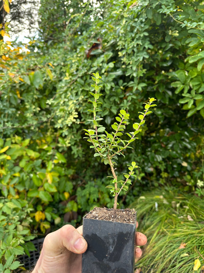 Luma apiculata