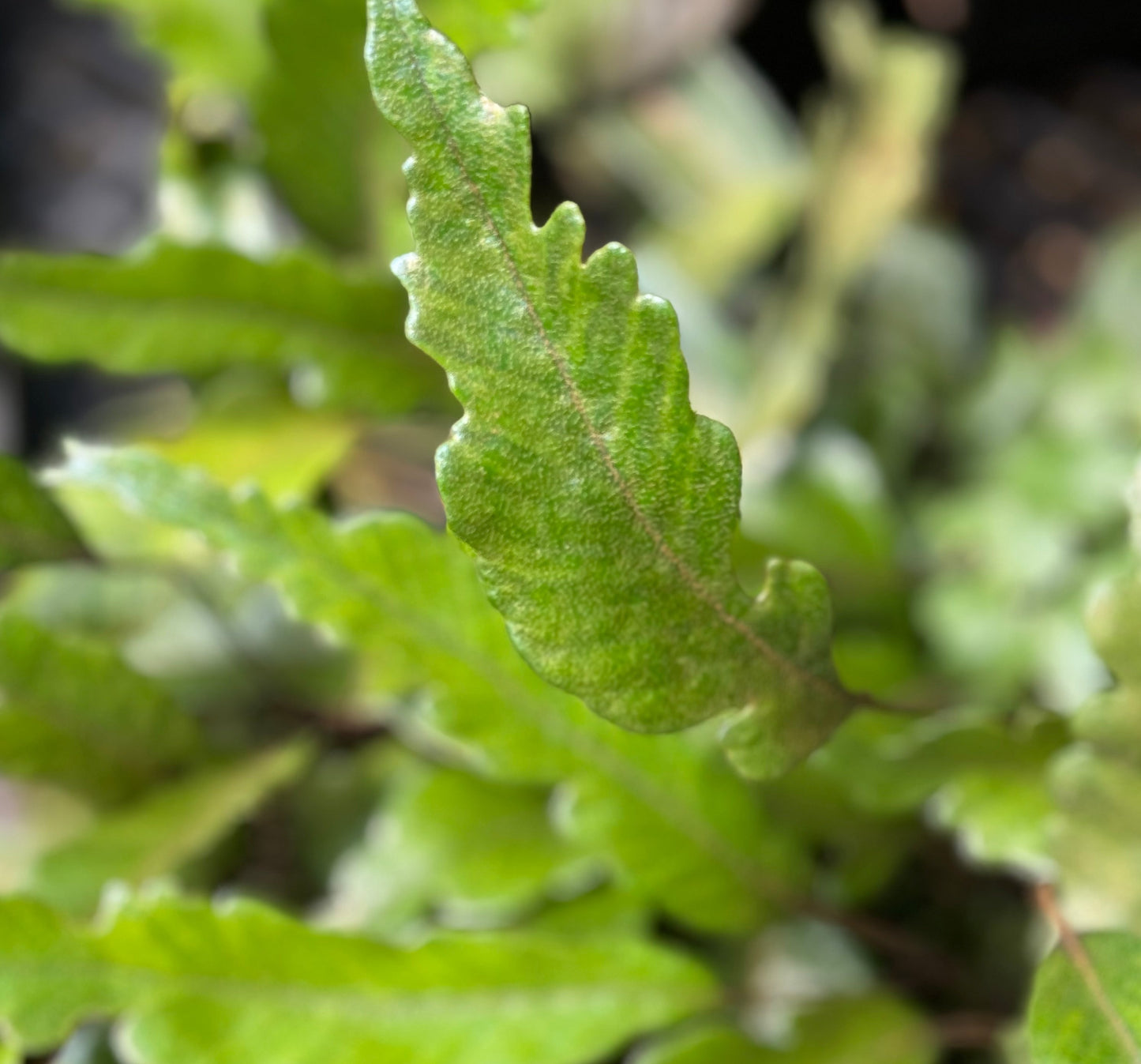 Pyrrosia lingua 'Variegata'