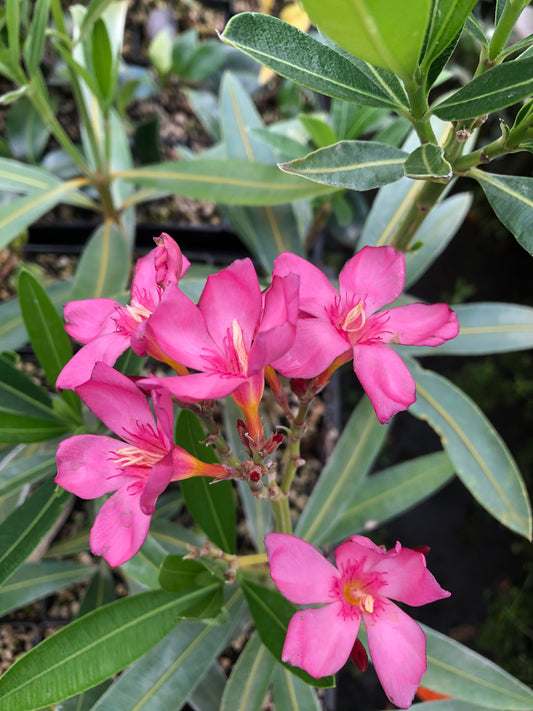 Nerium oleander 'Cranberry Cooler'
