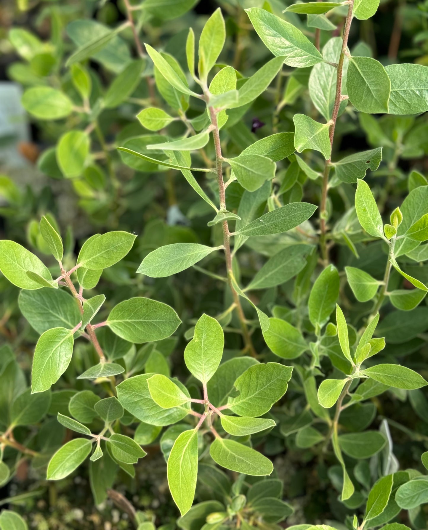 Arctostaphylos manzanita var. roofii