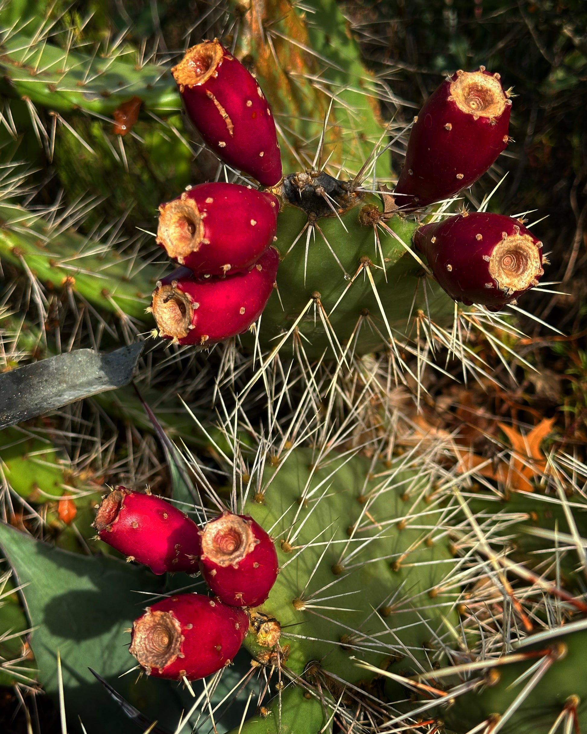 prickly pear cactus with red flowers Opuntia phaeacantha
