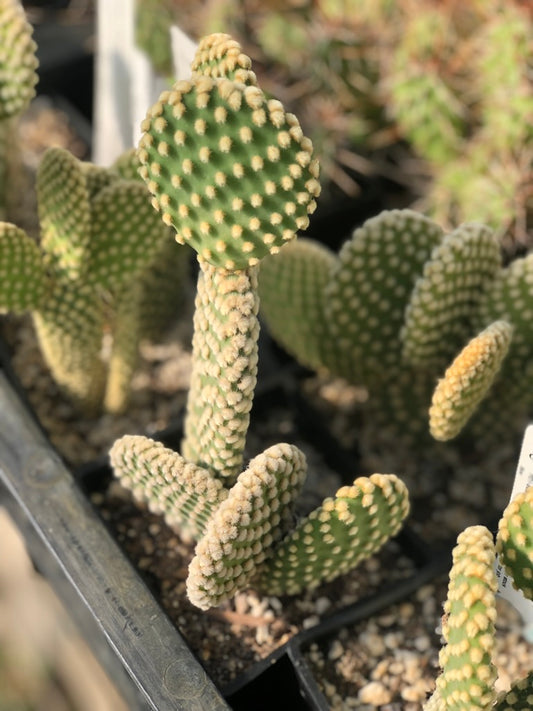 *RETAIL - Opuntia microdasys 'Albuquerque'