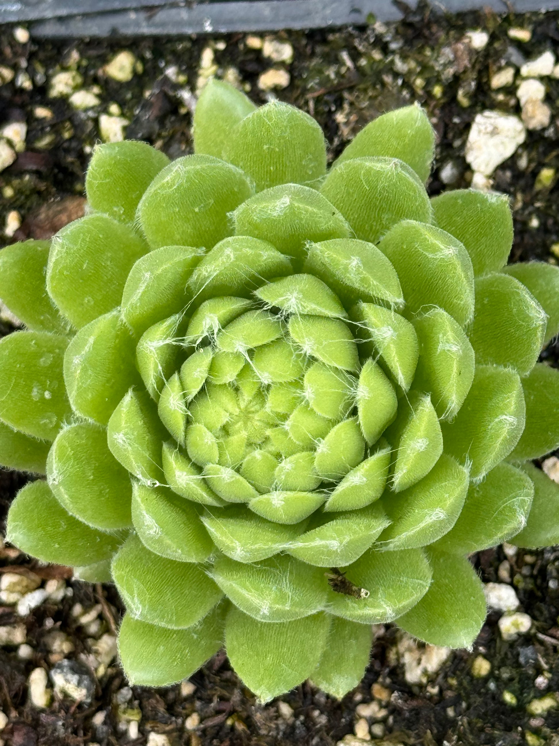 sempervivum succulent Sempervivum 'Pekinese' – Cistus Nursery