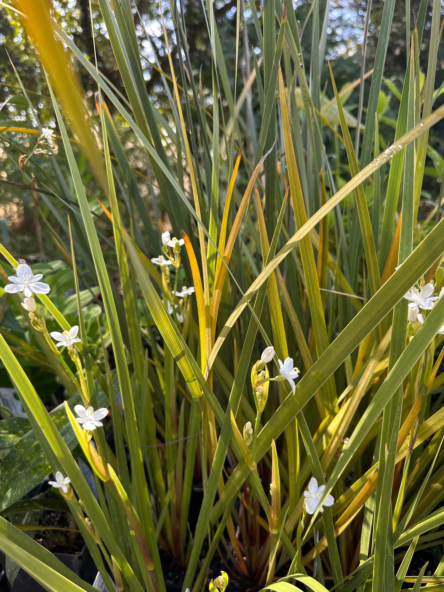 *RETAIL - Libertia cranwelliae