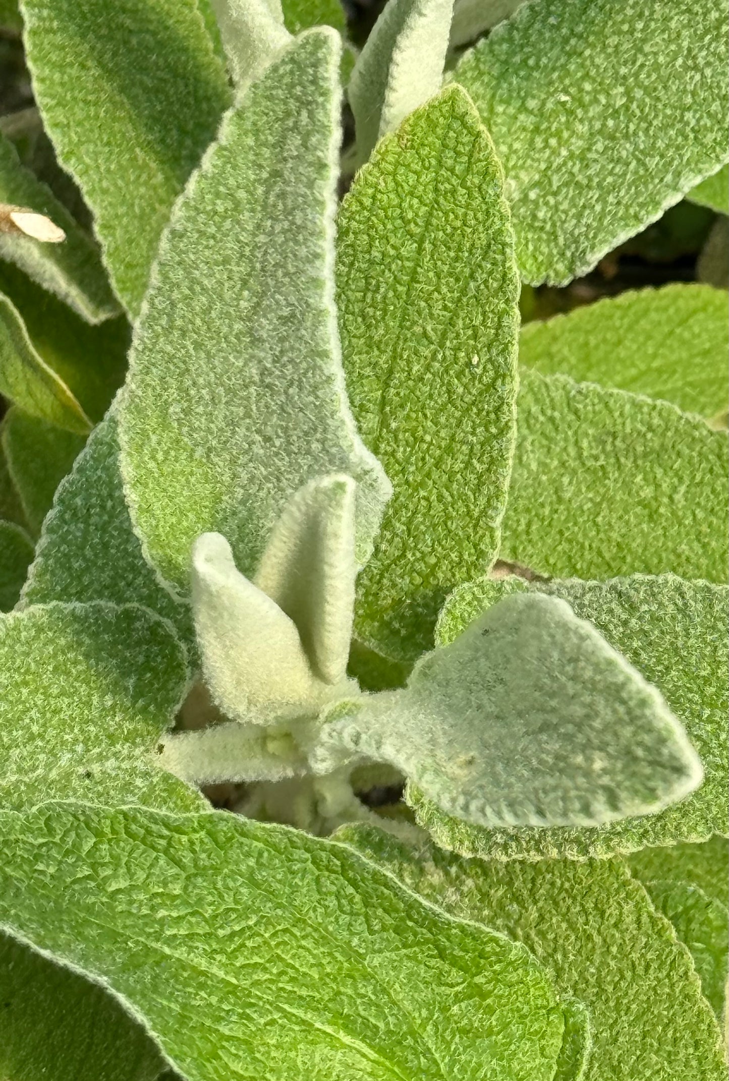 Phlomis anitolica 'Lloyd's Variety'