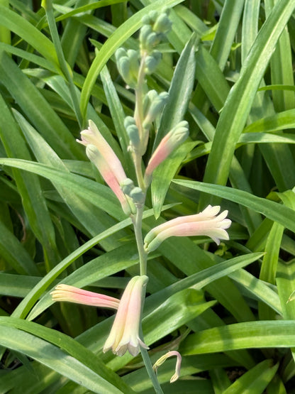 Polianthes x bundrantii 'Chirp'