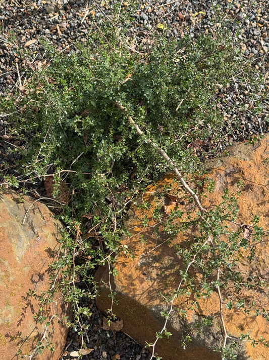 *RETAIL - Leptospermum humifusum 'Squiggly'