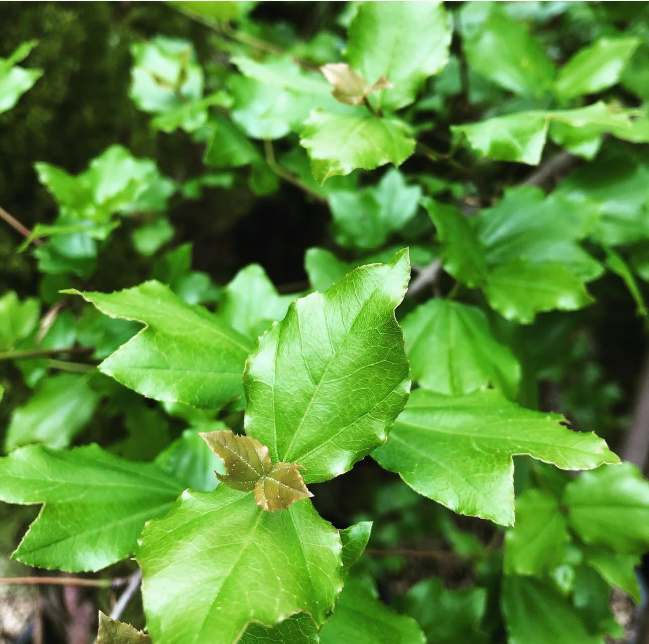 *RETAIL - Acer sempervirens