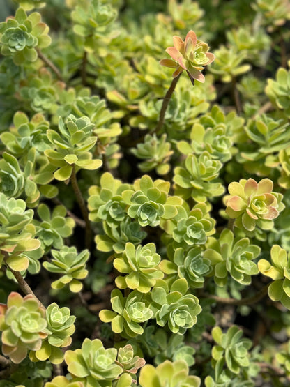 Sedum palmeri 'Guatemala'