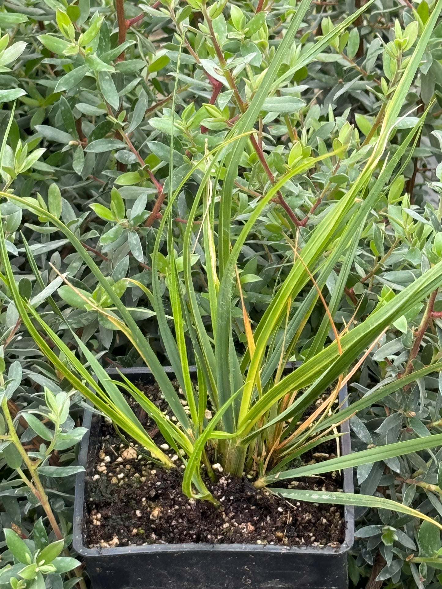 Chionochloa conspicua