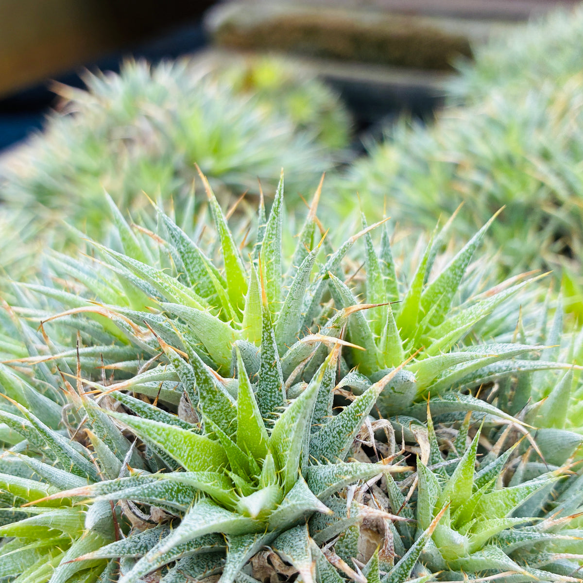 *RETAIL - Deuterocohnia brevifolia