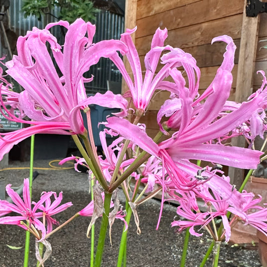 Nerine bowdenii 'Wayne's Rose'