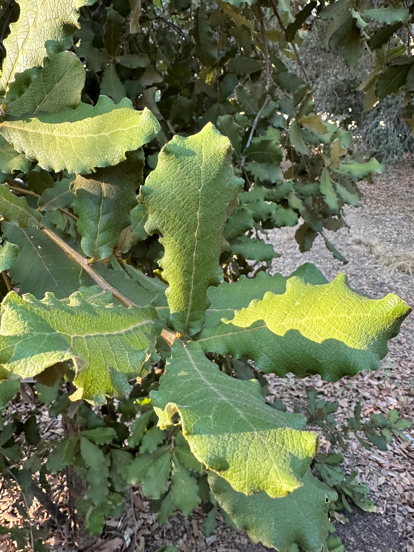 *RETAIL - Quercus rugosa - Bonfante