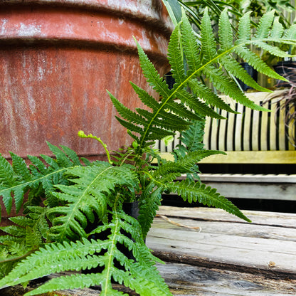 *RETAIL - Thelypteris decursive-pinnata